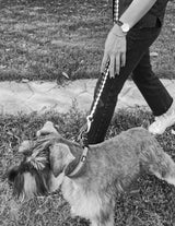 pepper color schnauzer named WungWung is walking with his owner in the garden with glow in the dark dog leash on