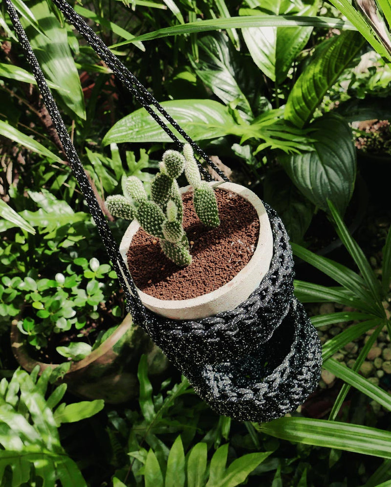 angel wing Cactus is planted in terrazzo flower pot hanged beautifully inside black polkadots  "pinto" baskets