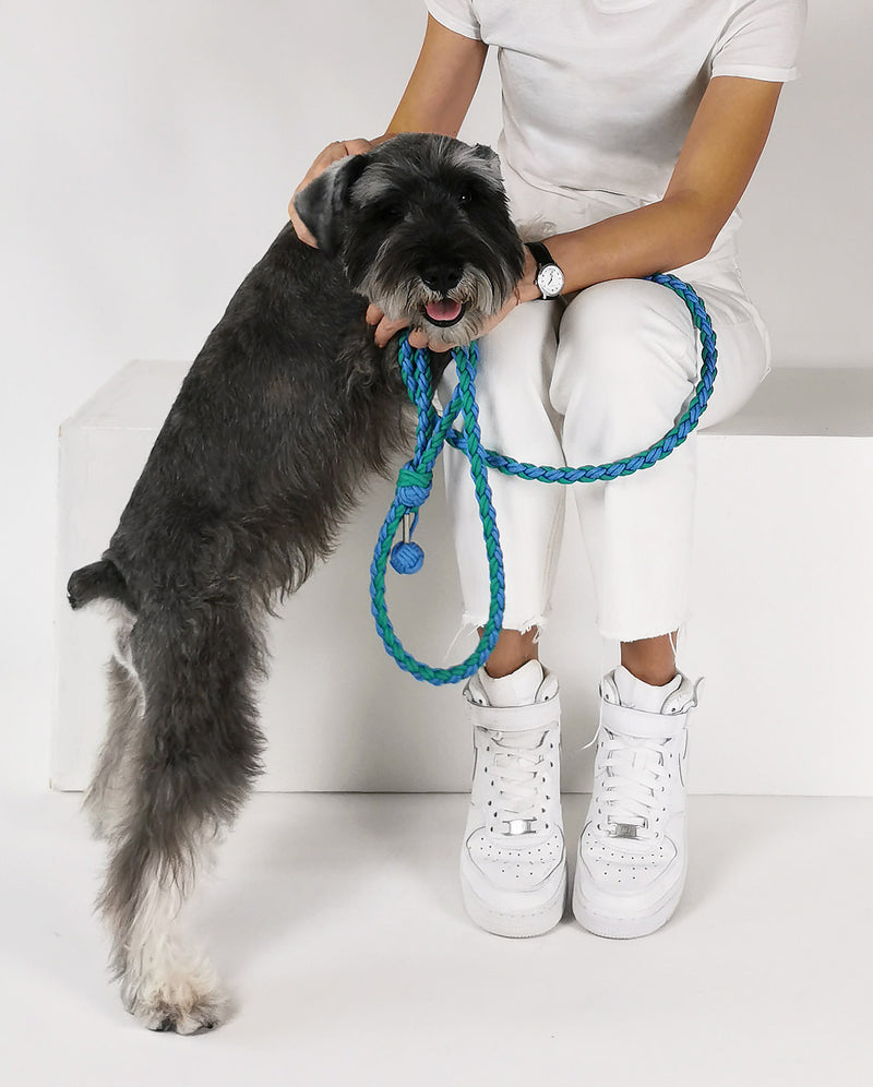 white grey pepper schnauzer dog with braided paracord dog leash in emerald sky blue color looked over at the camera with 2 legs on woman owner laps in white bright studio